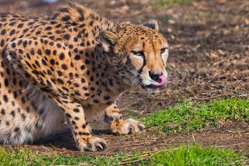in ambush lies  a cheetah with an orange skin, lit by the sun on a green spring grass
