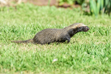 Little grison,Pampas, Patagonia, Argentina