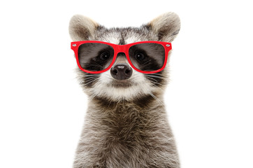 Portrait of a funny raccoon in sunglasses isolated on white background