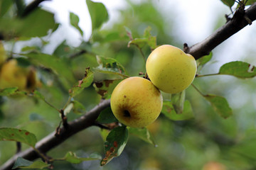 organic red apple orchard