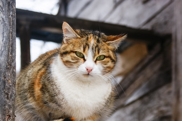 Cute cat doing observation. While standing around