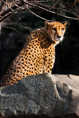 sunlit cheetah with bright orange hair sits on a stone, dark background.