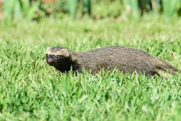 Little grison,Pampas, Patagonia, Argentina