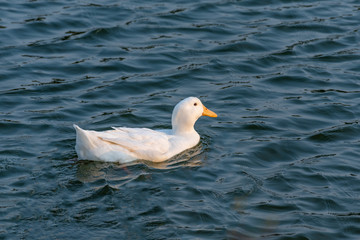 A bunch of white ducks on the green Lake