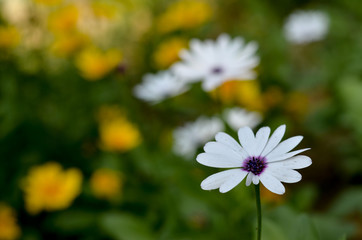 Close up of a white Daisy flower with more in the background 