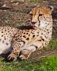 A lazy cheetah with orange skin lit by the sun lies in the green spring grass,