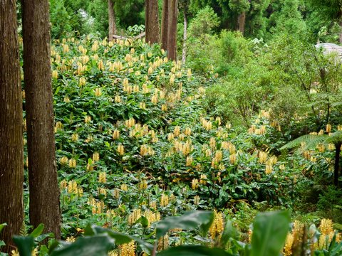 Série, longose à fleurs jaune, peste végétale envahissante, La Réunion