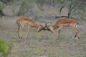Impala butting heads