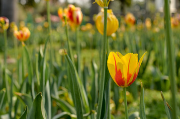 Fototapeta premium Close up of a yellow isolated tulip standing tall at a roundabout in Delhi and in Mughal Garden at Rashtrapati Bhawan, Delhi, India