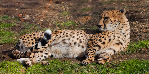 A lazy cheetah with orange skin lit by the sun lies in the green spring grass,