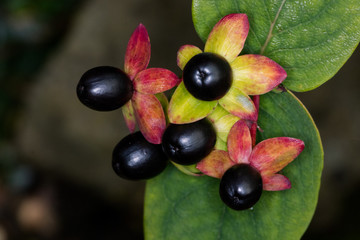 Deadly Nightshade black buds with a blurred background in a garden