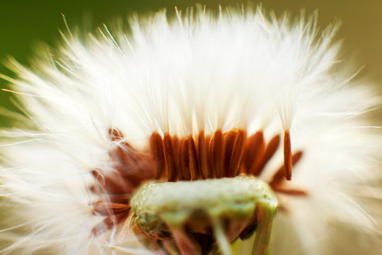 dandelion with flying seeds. dandelion parachute close-up.
