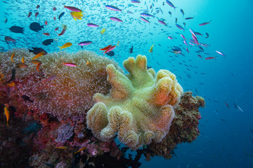 Fototapeta na wymiar Beautiful corals with reef fish in Pacific, Solomon island