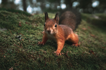 Red squirrel
