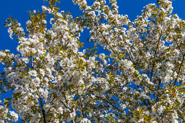 white lilac in spring