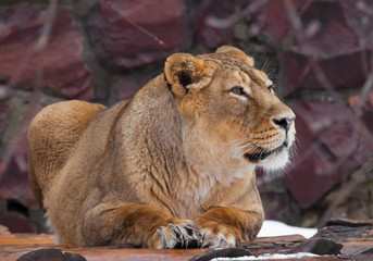 A beautiful lioness female lies and looks , dark background.