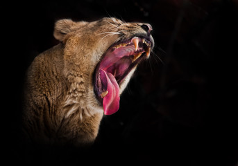 huge face of a predatory lioness with a wide open red hungry voracious mouth, a lioness growls...