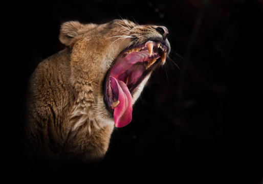 huge face of a predatory lioness with a wide open red hungry voracious mouth, a lioness growls exposing fangs and a red tongue. isolated black background
