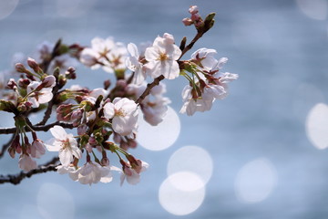 cherry blossom