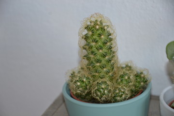 Blume Pflanze Natur © Timo