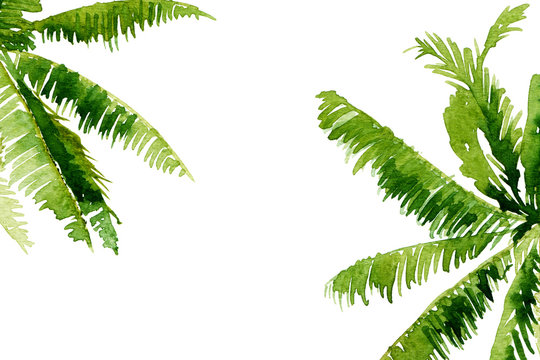 Tropical foliage background. Watercolor illustration of palm tree leaves.