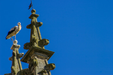 Stork in Aranda de Duero. Burgos. Spain