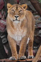 Fototapeta na wymiar proud female lioness is standing full face, a beautiful body of a predator, the eyes look on you.
