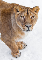 Fototapeta na wymiar Front of a female lioness, muzzle and paws Voracious predatory gaze of yellow eyes, white background.