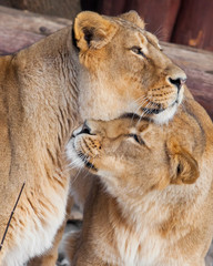 Two lioness girlfriends communicate with each other, they caress and kiss Muzzles of tender beautiful animals of females.