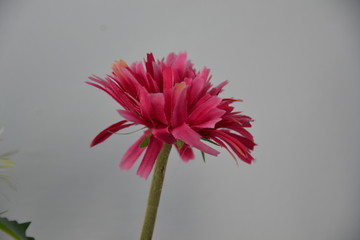 Blume Pflanze Natur © Timo