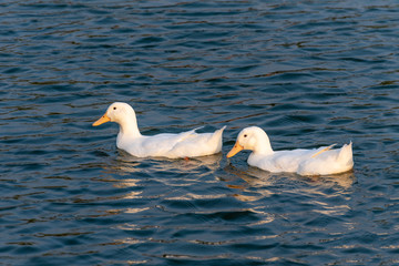 A bunch of white ducks on the green Lake