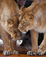 Two big cats lioness girlfriends caress each other. african cats communicate.