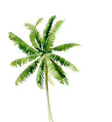 Watercolor palm tree illustration