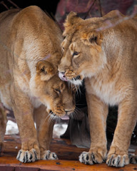 Two big cats lioness girlfriends caress each other. african cats communicate.