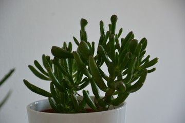 Blume Pflanze Natur © Timo