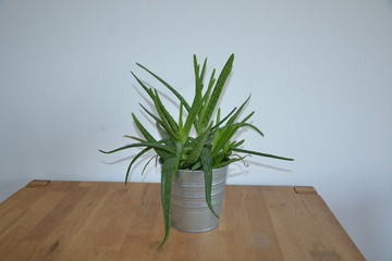 Blume Pflanze Natur © Timo