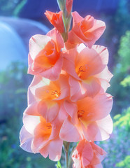 Obraz na płótnie Canvas Pink peach gladiolus