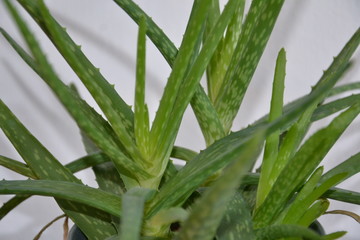 Blume Pflanze Natur © Timo