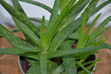Blume Pflanze Natur © Timo