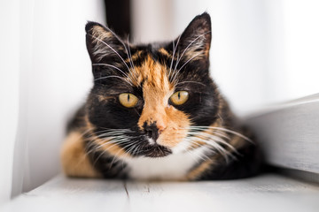 Orange, black and white cat laying down on a window sill isolated with a blurred background 