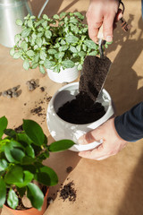 gardening, planting at home. man relocating ficus houseplant