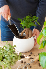 gardening, planting at home. man relocating ficus houseplant