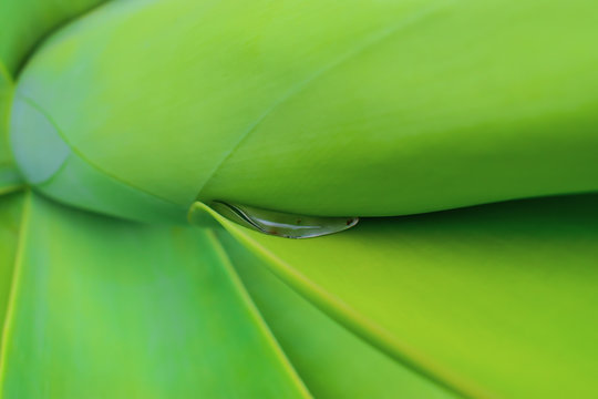 Dew gathered on an Agave attenuata. Taken in Madeira.