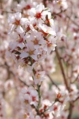 Floraison des amandiers