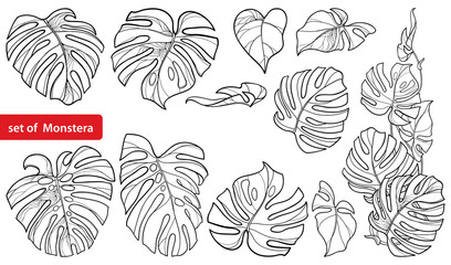 Set with outline tropical Monstera or Swiss cheese plant leaf bunch in black isolated on white background. 