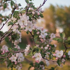 Obraz na płótnie Canvas blooming apple tree in spring