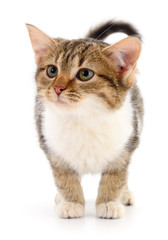 Fototapeta premium Small brown kitten.