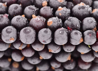 Frozen black currant berries.