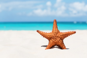 Fototapeta na wymiar Starfish on white sandy beach