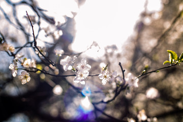  Plum tree with white flowers and buds